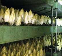 pousse endives